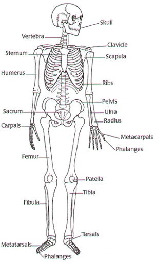 digestive system diagram worksheet. skeleton system diagram